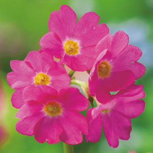 Первоцвет Розовый (Примула Розея)
