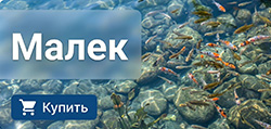Рыба для пруда оптом