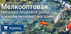 Рыба для пруда оптом