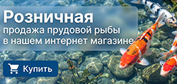 Рыба для пруда в розницу