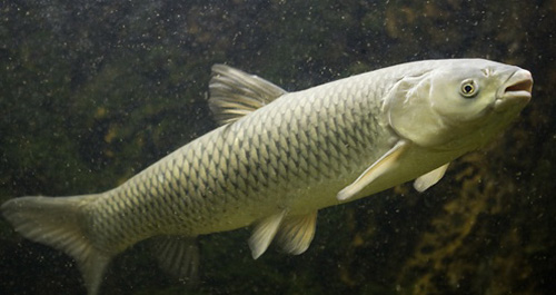 Как выглядит рыба белый амур: фото и описание