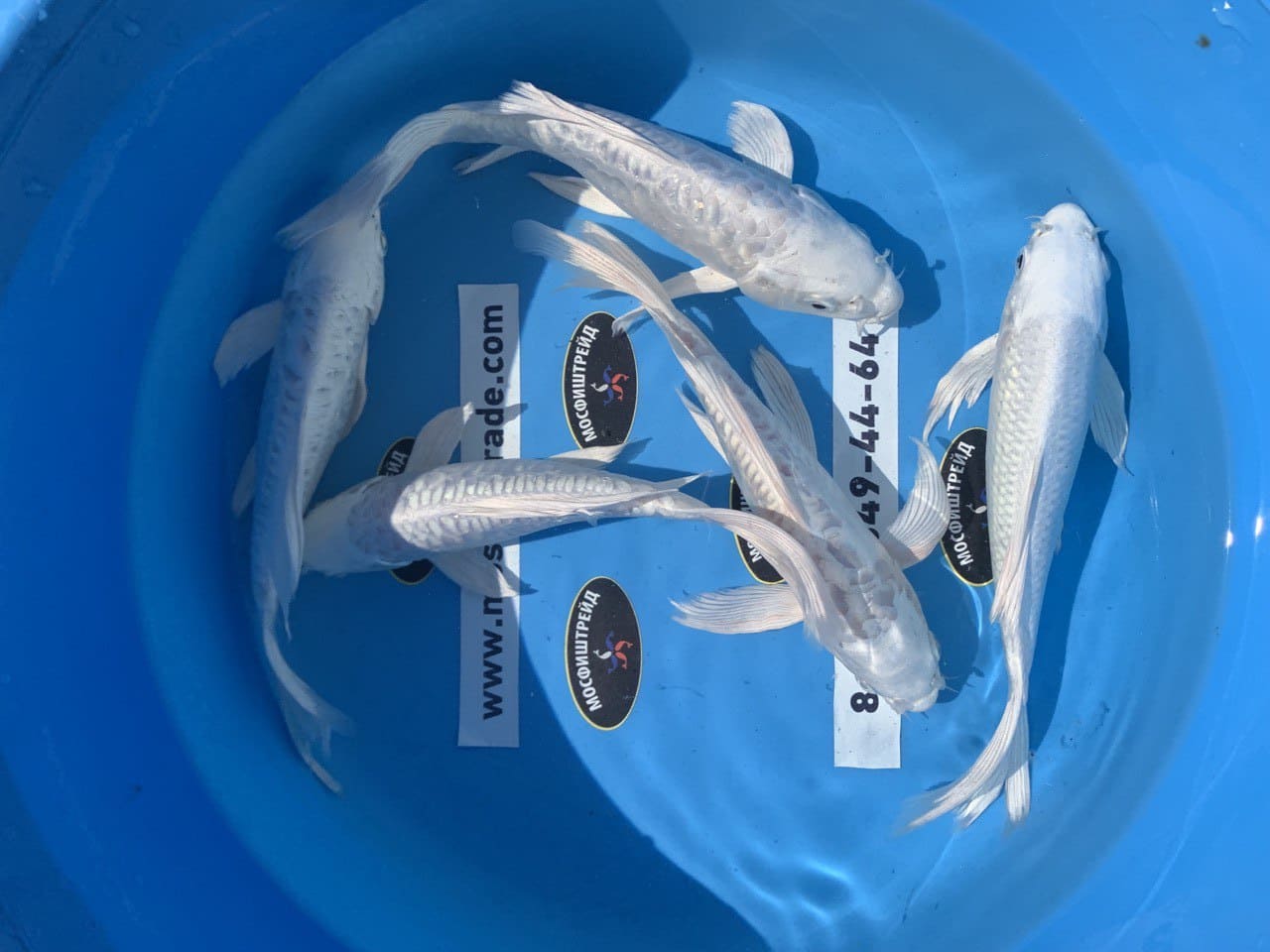 Кои Платиновый Вуалевый