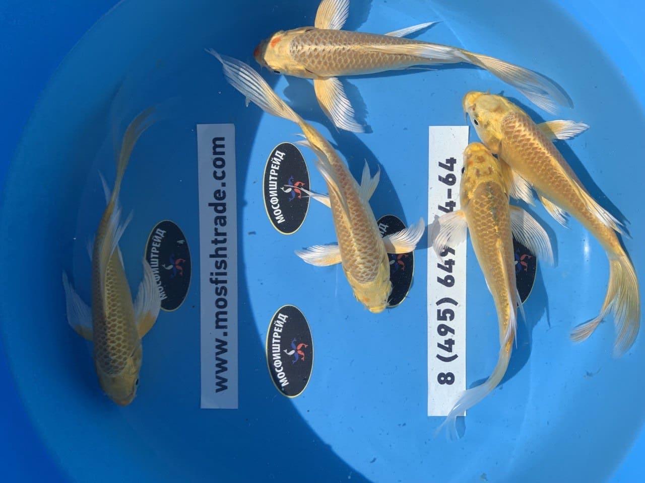 Кои Желтый Платиновый Вуалевый