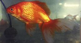 Вейкин (Вакин) Золотая рыбка