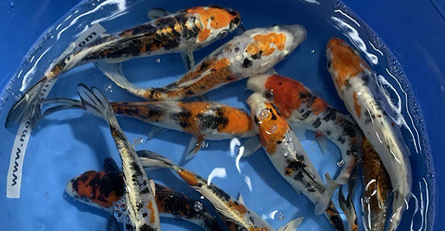 Кои Бабочка