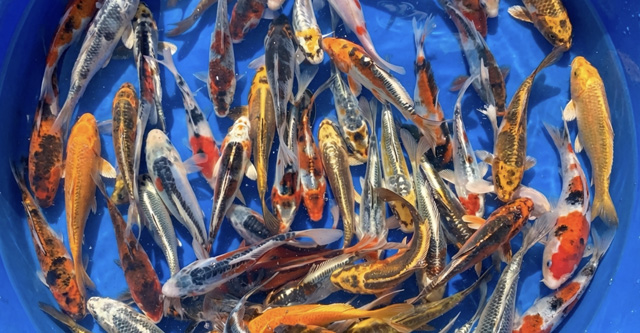 Кои Категория А Селекционный Израиль