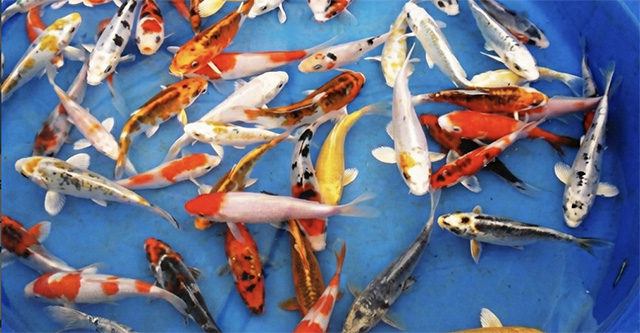 Кои Ассорти