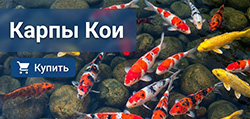 Карпы Кои