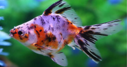 Карась Золотая рыбка (ситцевый) 19-20 см оптом