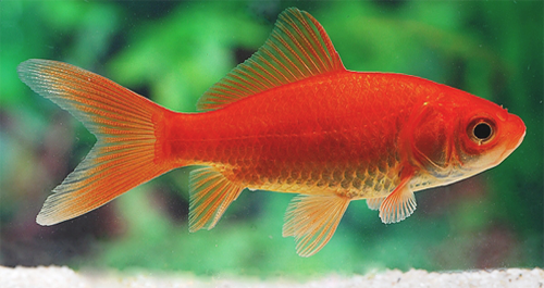 Карась Золотая рыбка (красный) 7-10 см