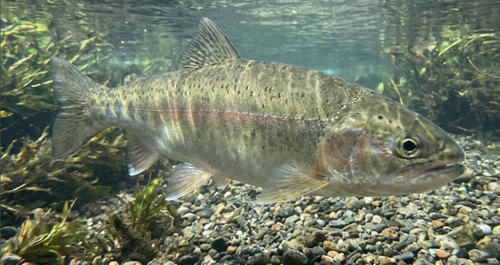 Стальноголовый лосось 23-25 см