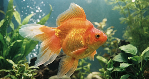 Золотая рыбка Риукин