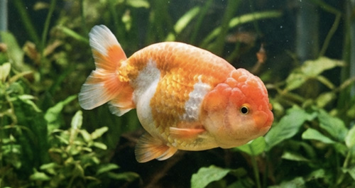 Золотая рыбка Ранчу