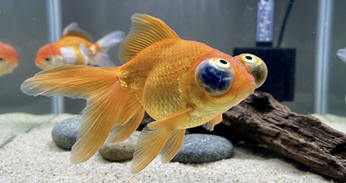 Золотая рыбка Небесное Око