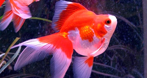 Сабао Золотая рыбка 15-16 см