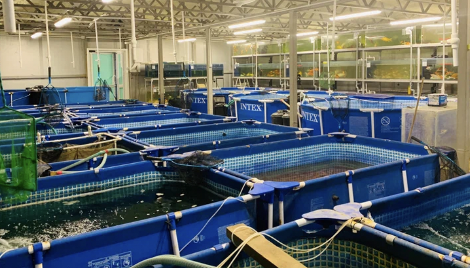 Передержка рыб